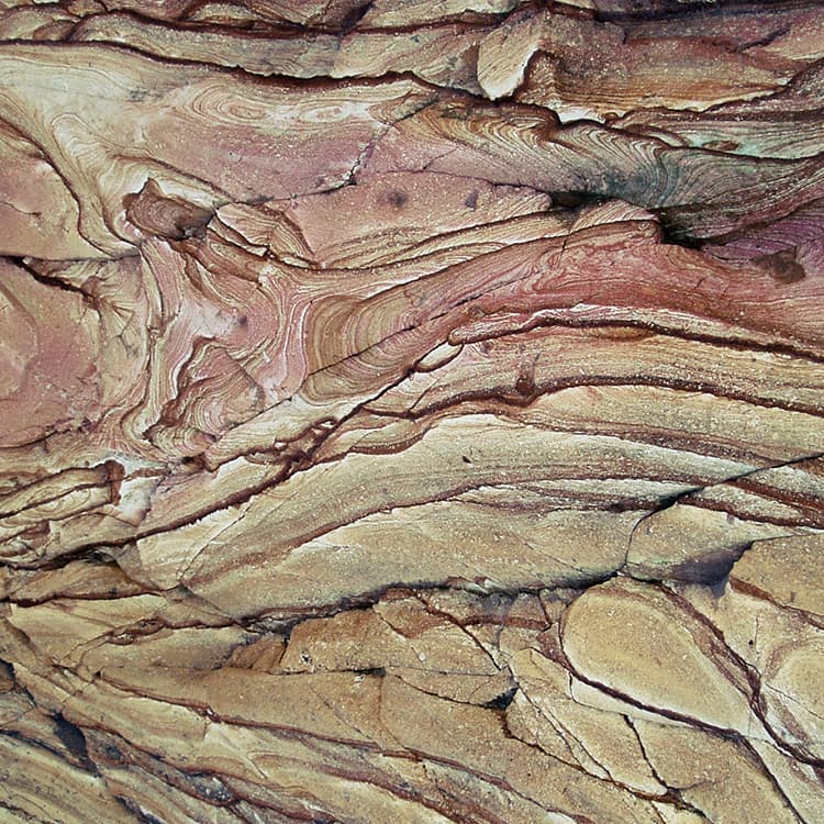 Image in the Bush, with red woods